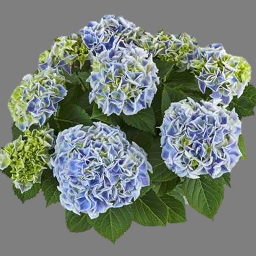 Hydrangea macrophylla 'Candy Heart Blue' - Suurelehine hortensia 'Candy Heart Blue' C1/1L
